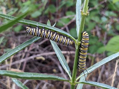 SIRE Expands Monarch Habitat Project
